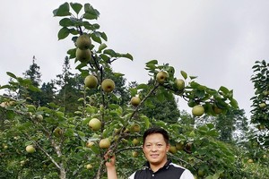 Young ethnic minority man makes rich by growing pears in hometown