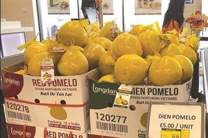 Fruits, vegetables tap opportunities of UKVFTA for export expansion