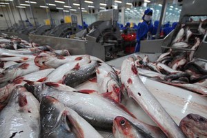 Conference held to discuss solutions for pangasius industry’s growth