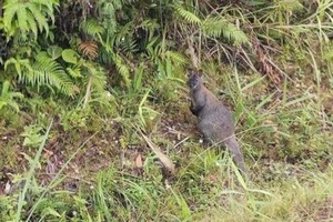 Wallabies brought in Vietnam by smugglers: Forest Ranger agency