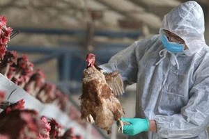 Ministry urges enhanced prevention of avian influenza