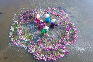 Unique performance of women with water lilies in flood season