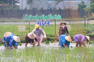 Foreign tourists excitedly wade into rice fields in Hoi An