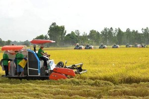 Mekong Delta soon embarks on project of one hectare of high-quality paddy field