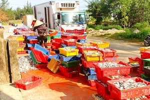Fishermen have bumper catch of fish in Ha Tinh