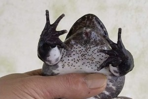 Students and teachers find medicine to cure cancer from frogs