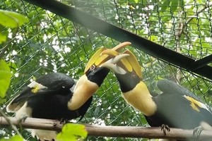 Phong Nha-Ke Bang National Park receives 11 rare animals