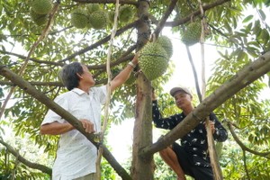 Monitoring enhanced to prevent traders from using chemicals to ripen durian