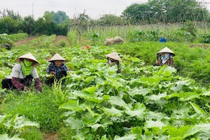 Organic agriculture struggling to survive and develop