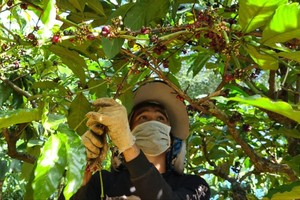 Insufficient coffee supply results in high price