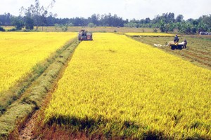 Traceability records maintain reputation of Vietnamese rice