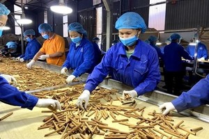 Vietnam's cinnamon exports hits over US$96.3 million in five months