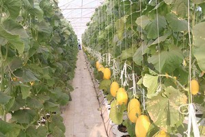 Binh Thuan Province addressing desertification through greening