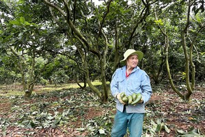 Avocado prices plunging, sending farmers to suffer losses