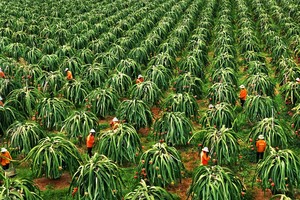 Dragon fruit farms in Binh Thuan Province shrink