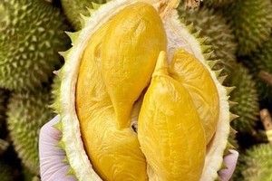Durian exports forecast to top US$3 billion in 2024