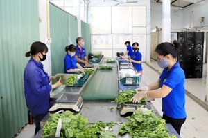 Hanoi promotes IT application to ensure food safety