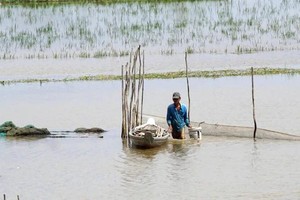 Scientists warn flooding due to heavy rain and high tides in Mekong Delta
