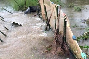 Heavy rain, high tide cause landslides and dike breaches in Mekong Delta
