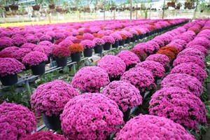 Farmers in Mekong Delta rushed off their feet for upcoming Tet holiday