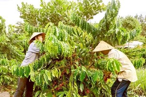 Coffee exports projected to reach US$6 billion this year