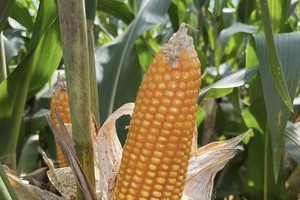 Application of agricultural biotechnology in Vietnam faces future challenges