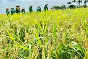 Planning adjustment must ensure land preservation for rice cultivation: Minister