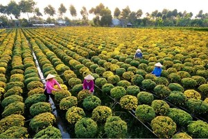 Rice industry in Dong Thap Province projected to exceed US$631 million