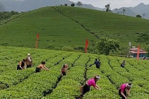 Vietnamese tea exporters striving to escape low-price trap