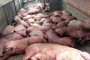 Vietnam makes concerted efforts to control African Swine Fever