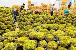 Fruit and vegetable exports set to soar to US$7.2 billion in 2024