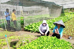 HCMC residents benefit from social policy credit