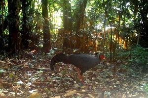 Ha Tinh and Kon Tum: Home to a variety of rare animals