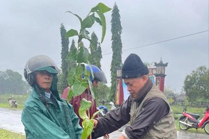 Tree planting initiative undertaken in flood-prone Hai Lang District 