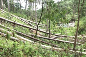 Forests vanish in billion-dollar mega projects