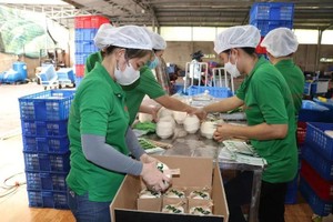 Opening of overseas markets boosts coconut exports
