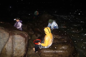 Nam O residents engage in all-night seaweed harvesting