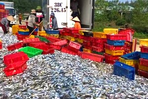 Fishermen in Ha Tinh catch 50 tons of fish at sea a single day