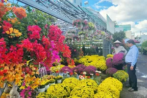 Tet flower growers hopeful about strong sales
