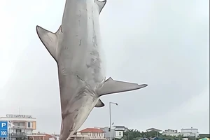 Quang Ngai fishermen reel in enormous shark