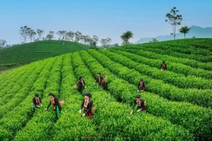 Vietnamese tea making comeback in Taiwanese market