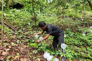 Rampant Ngoc Linh ginseng theft causes concerns