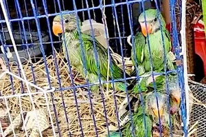 Wild bird sales observed in agricultural market in Dong Thap Muoi region