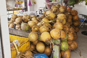Surging global coconut demand leads to year-on-year doubling