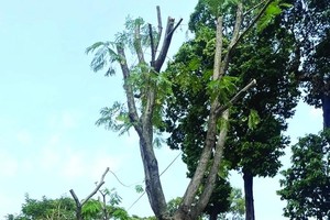 Tree mortality during sidewalk renovation sparks public outrage