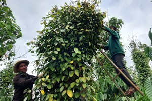 Pepper prices continue increasing in Central Highlands, Southeast region