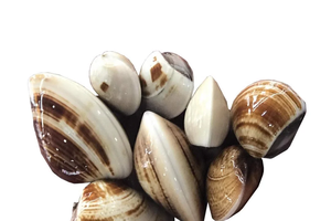 Shellfish exports to China experience significant growth