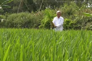 Dong Thap makes efforts to safeguard red-crowned cranes 