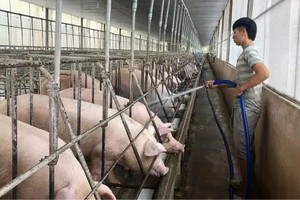 Ministry committed to 4 percent livestock growth in 2025