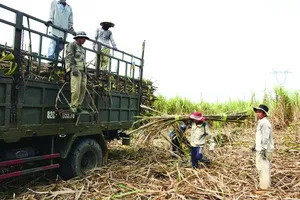 Smuggled sugar creates headwinds for domestic industry